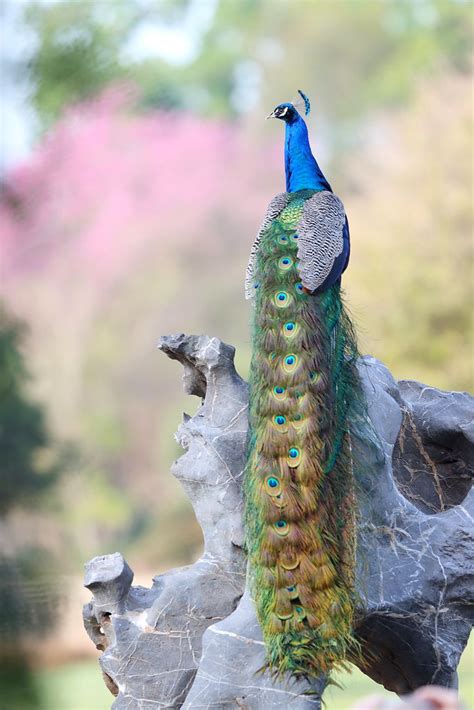 Peacock Los Angeles County Arboretum And Botanic Garden Ar… Flickr