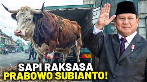 Prabowo Borong Sapi Raksasa Satu Sapi Seharga Mobil Mewah Jenis Sapi