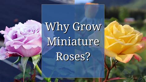 Why Grow Miniature Roses Youtube