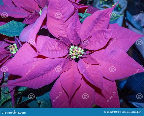 Fermer Avec Les Détails Des Feuilles Des Poinsettia Typiques à L heure