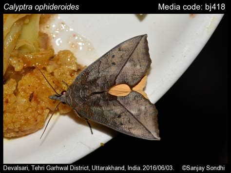 Calyptra ophideroides (Guenée, 1852) - | Moths