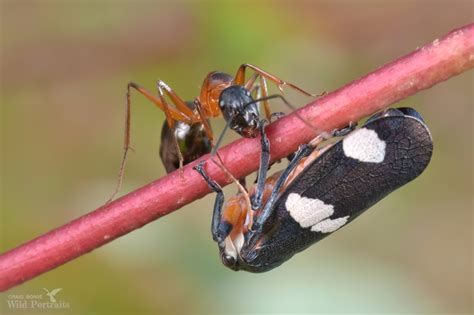 Banded Sugar Ant From Dutson Downs Vic Australia On March