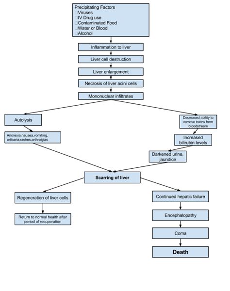 Viral Hepatitis Nursing Care Plan And Management Rnpedia