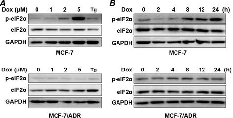 Figure From Salubrinal Mediated Upregulation Of Eif Phosphorylation