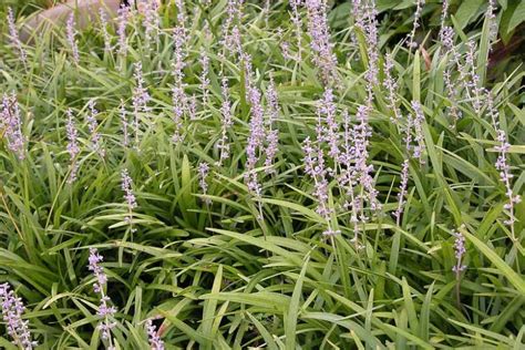 Native Plant Alternatives To Liriope Spicata Creeping Lily Turf