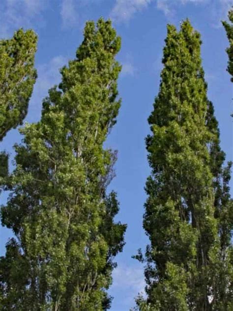 Poplar Tree Guide: 10 Most Popular Types of Poplar Trees - Planet Natural