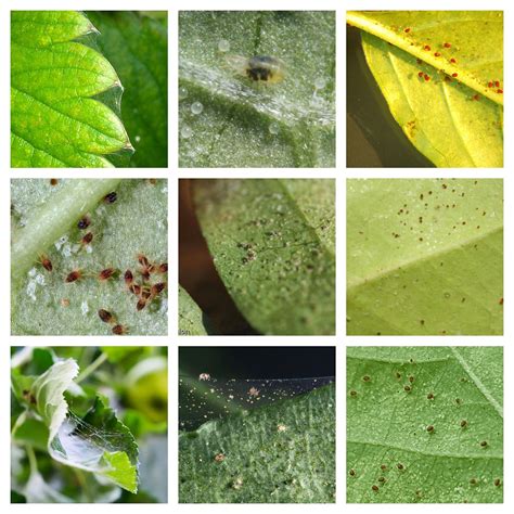 Tackling Spider Mites Identification Prevention And Control