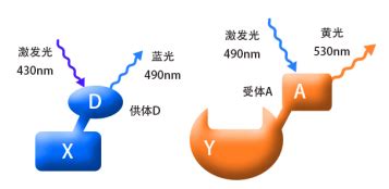 Fret荧光共振能量转移 蛋白互作 德泰生物