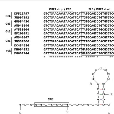 Orf Orf Intergenic Junction Region A Multiple Sequence Alignment