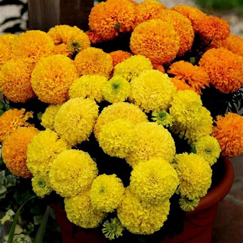 Tagetes Big Marigold Seeds - Price €1.55