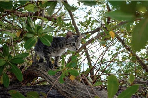 Un Chat Qui Adore Nager Dans La Mer Avec Son Ma Tre