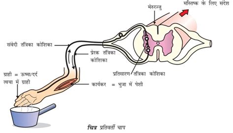 Reflex Arc Diagram Class 10 Easy