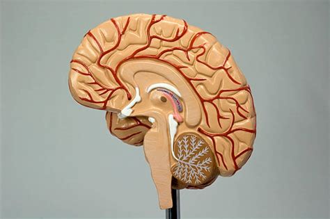 Best Cingulate Gyrus Stock Photos, Pictures & Royalty-Free Images - iStock