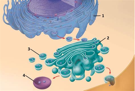 Solved Use The Above Drawing Of The Endomembrane System To Chegg