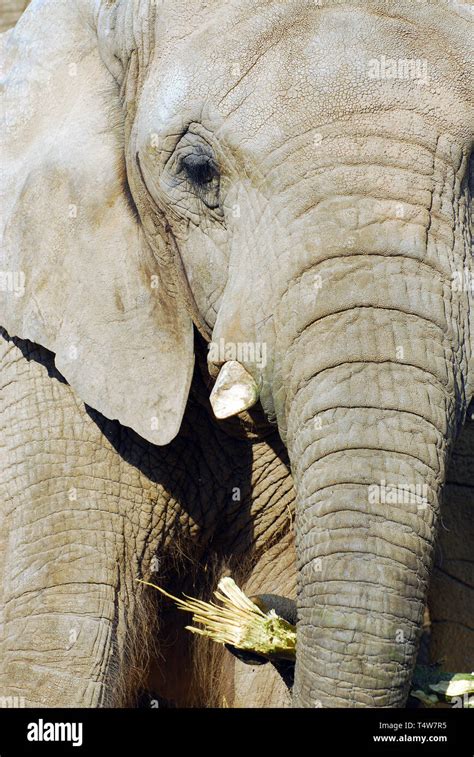 African Savanna Elephant African Bush Elephant Afrikanische Elefant