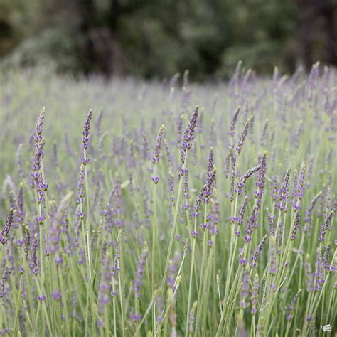 Lavender 'Grosso' — Green Acres Nursery & Supply