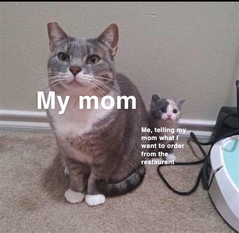 I like small cats : r/dankmemes