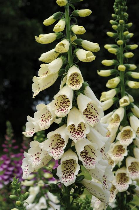 Digitalis Dalmatian Cream 1l Golden Valley Plants