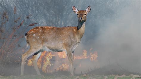 Quel est limpact des feux de forêt sur la faune et la flore