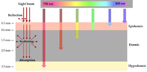 schematic representation  wavelength dependent light penetration
