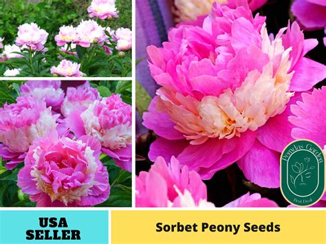 10seeds Sorbet Peony Perennial Seeds Authentic Seeds Perennial~gmo Free~~flower Seeds