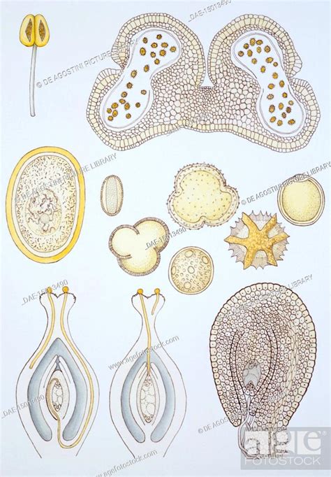 Life cycle of Spermatophytae, reproduction and germination, drawing ...