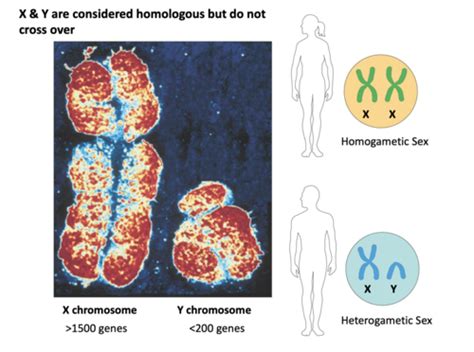 Sex Chromosomes And Inheritance Flashcards Quizlet