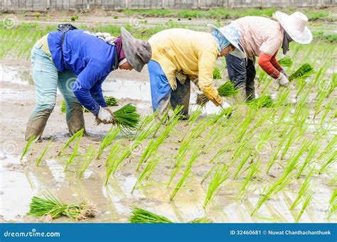 Farmers Working Transplanting Rice Seedlings Editorial Photo Image Of