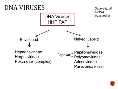 Micro 3 4 Viruses Flashcards Quizlet