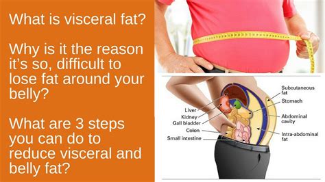 What Is Visceral Fat And Cause Of Belly Fat 3 Steps You Can Do To Reduce Visceral And Belly Fat