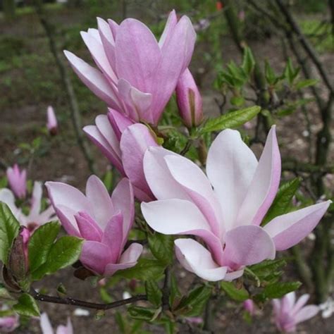 Magnolie George Henry Kern Cu Flori Mari Parfumate In Nuante De Roz