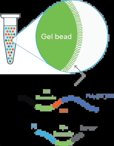 How 10x Multiome Works A Guide Single Cell Discoveries