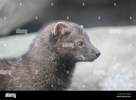 Fisher Cat Head