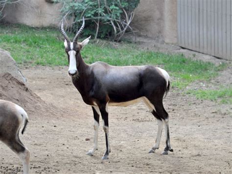 Damaliscus Pygargus Pygargus Bontebok In Zoos