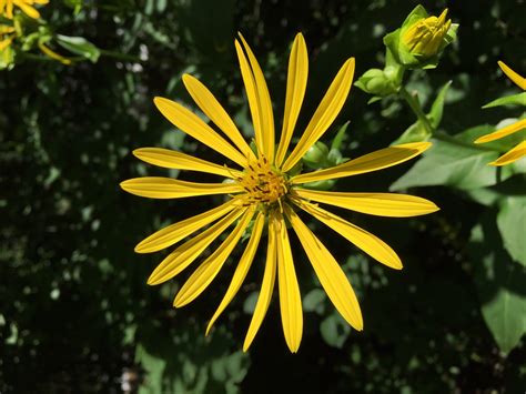 Banco De Imagens Natureza Plantar Flor P Tala Selvagem Nica