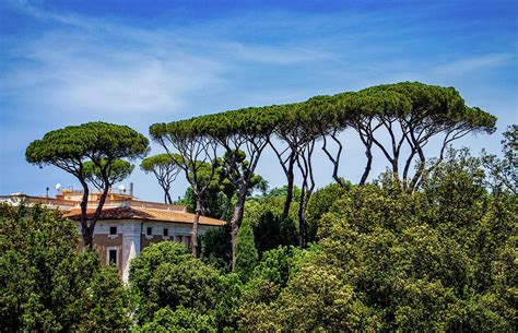 Roman Trees