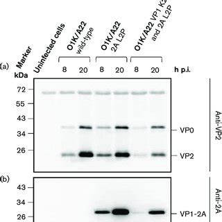 Assessment Of Fmdv Vp A Cleavage In Fmdv Infected Bhk Cells By