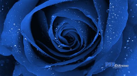 blue roses wallpaper |Rose Wallpapers