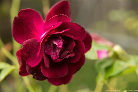 Deep Burgundy Rose Photograph By Teresa Blanton Fine Art America