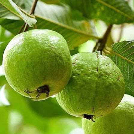 Buy Guava Seeds Online in India - Guava Seed for Home Gardening