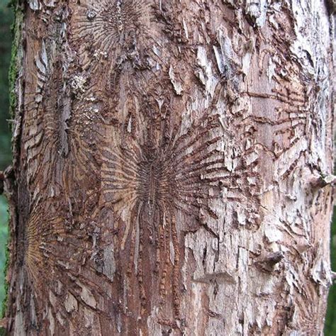 Dutch Elm Disease – Signs, Symptoms, and Management