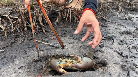 Wow So Big Crab Catching Crab Giant Mud Crab After Low Tide That S