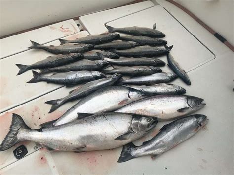 Fast Person Salmon Limit Jack S Charter Service