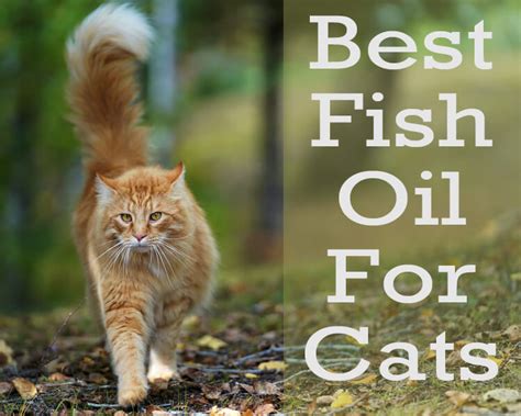 The 7 Best Fish Oils For Cats 2024 - Cat Mania