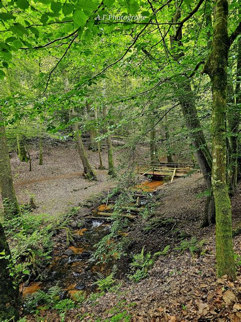 Naturmomente Im Wildpark Brudergrund In Erbach Im Odenwald Flickr