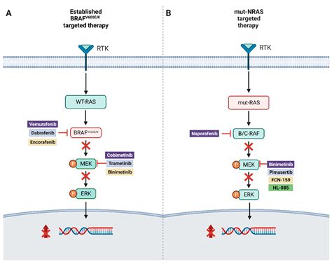 Cancers Free Full Text New Approaches To Targeted Therapy In Melanoma