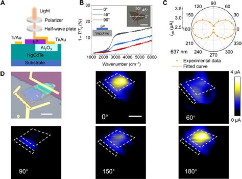 Polarization Resolved Hgcdtebp Heterojunction Photodetector A