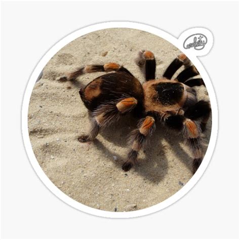 Brachypelma Smithi Spider Picture Sticker For Sale By Cerebrity