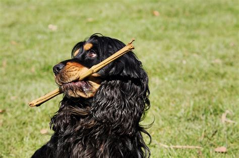 popular  cocker spaniel names