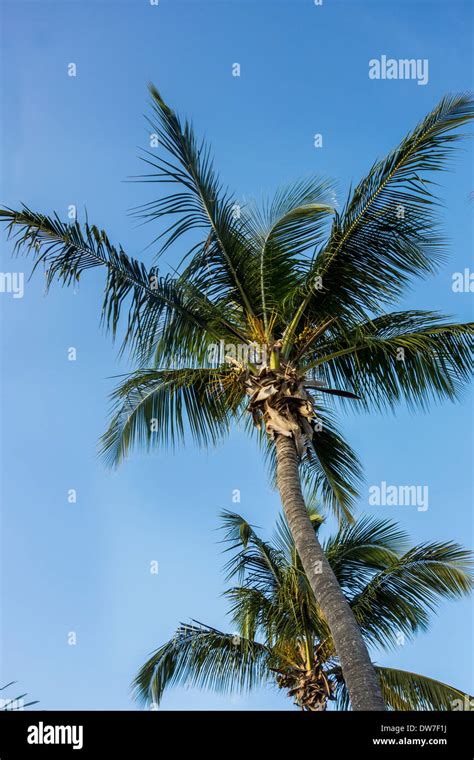 Coconut Palm Trees Cocos Nucifera With Fruit Against A Blue Sky On St